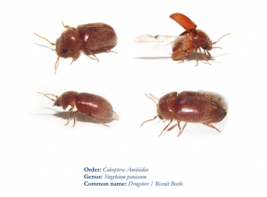 ازاي اتخلص من حشرة خنفساء الصدئية biscuit beetle